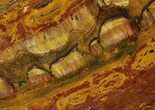 Marra Mamba Stromatolite - Mt Brockman ( Billion Years) #63100-1